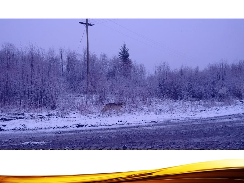 CANADIAN PRODUCTION UPDATE – Northern Petroleum Plc – slide 6